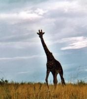  Masai Mara